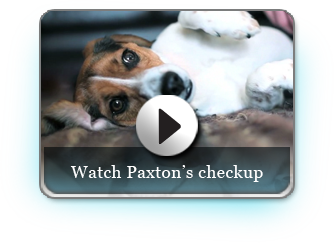 Click for Video: A day in the life of Paxton, and AlisVet